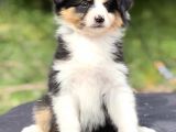 Secereli Ausie Yavruları Avusturalya Çoban Köpeği