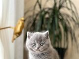 Blue Güzelli̇kleri̇m Bri̇ti̇sh Shorthai̇r Yavrularim