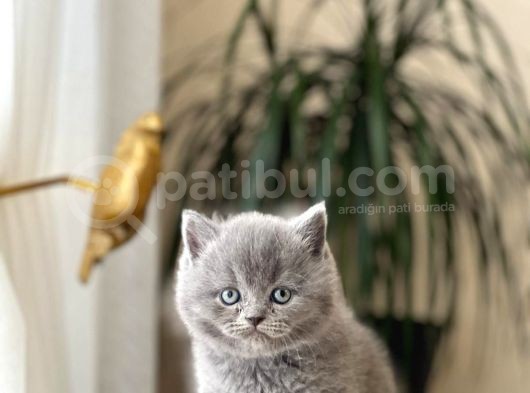 Blue Güzelli̇kleri̇m Bri̇ti̇sh Shorthai̇r Yavrularim görsel