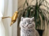 Blue Güzelli̇kleri̇m Bri̇ti̇sh Shorthai̇r Yavrularim