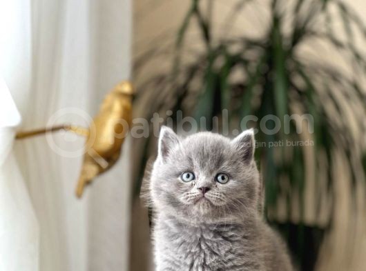 Blue Güzelli̇kleri̇m Bri̇ti̇sh Shorthai̇r Yavrularim görsel