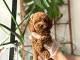 MUAZZAM YÜZ YAPILI TOY POODLE YAVRULARI