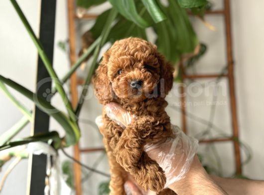 Muazzam Yüz Yapili Toy Poodle Yavrulari