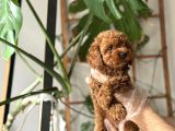 Muazzam Yüz Yapili Toy Poodle Yavrulari