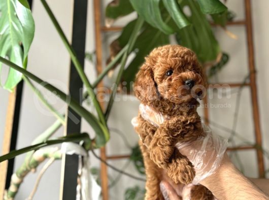 Muazzam Yüz Yapili Toy Poodle Yavrulari görsel