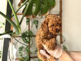 Muazzam Yüz Yapili Toy Poodle Yavrulari
