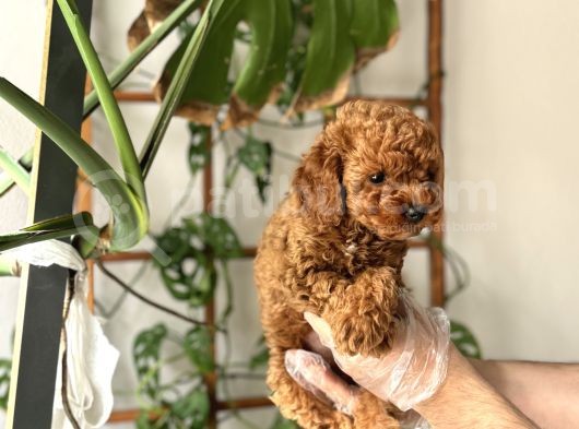 Muazzam Yüz Yapili Toy Poodle Yavrulari görsel