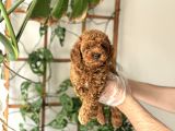 Muazzam Yüz Yapili Toy Poodle Yavrulari