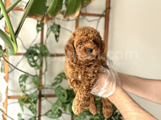 Muazzam Yüz Yapili Toy Poodle Yavrulari görsel