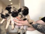 Erkek ve Dişi Pug Yavrular İstanbul
