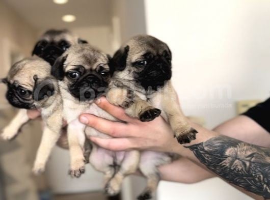 Erkek Ve Dişi Pug Yavrular İstanbul