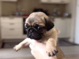 Erkek Ve Dişi Pug Yavrular İstanbul