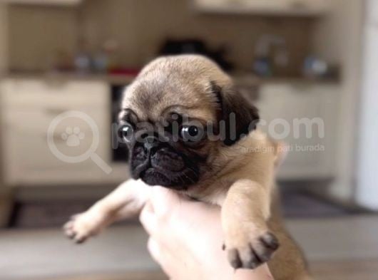 Erkek Ve Dişi Pug Yavrular İstanbul görsel