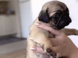 Erkek Ve Dişi Pug Yavrular İstanbul