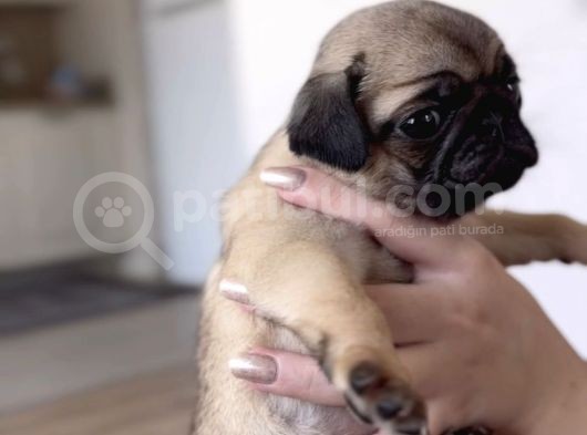 Erkek Ve Dişi Pug Yavrular İstanbul görsel