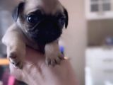 Erkek Ve Dişi Pug Yavrular İstanbul