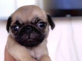 Erkek Ve Dişi Pug Yavrular İstanbul