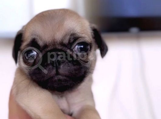 Erkek Ve Dişi Pug Yavrular İstanbul görsel
