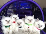 British Shorthair Bluepoint Yavrular