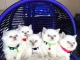 British Shorthair Bluepoint Yavrular