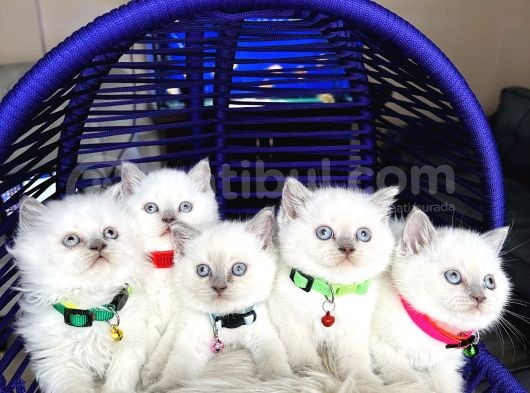 British Shorthair Bluepoint Yavrular görsel