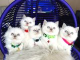 British Shorthair Bluepoint Yavrular