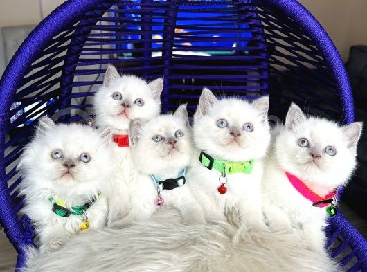 British Shorthair Bluepoint Yavrular