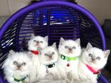 British Shorthair Bluepoint Yavrular