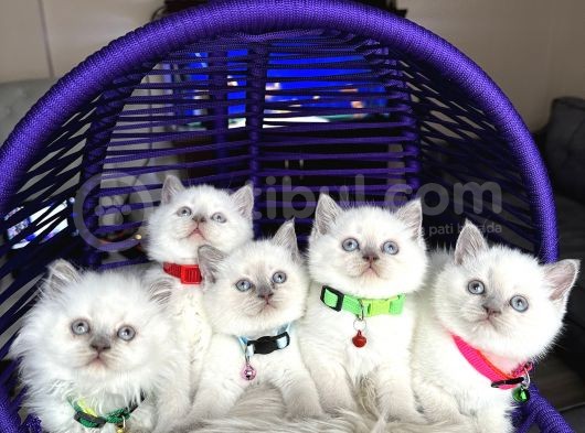 British Shorthair Bluepoint Yavrular görsel