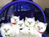 British Shorthair Bluepoint Yavrular