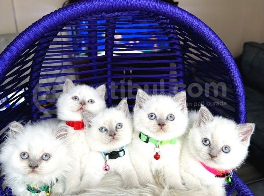British Shorthair Bluepoint Yavrular görsel