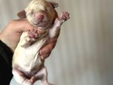 Bayram Şekeri Toy Poodle Bebekler