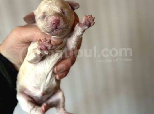 Bayram Şekeri Toy Poodle Bebekler görsel