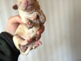 Bayram Şekeri Toy Poodle Bebekler