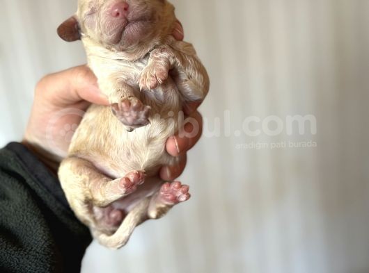 Bayram Şekeri Toy Poodle Bebekler görsel