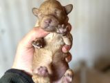 Bayram Şekeri Toy Poodle Bebekler