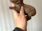 Bayram Şekeri Toy Poodle Bebekler