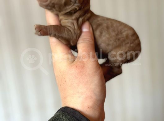 Bayram Şekeri Toy Poodle Bebekler görsel