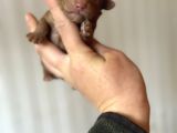 Bayram Şekeri Toy Poodle Bebekler