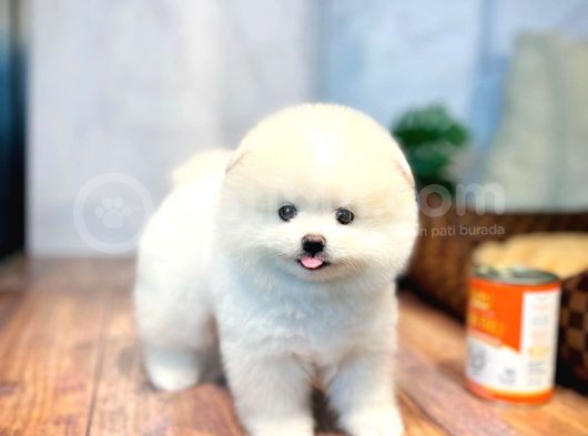 Irk Ve Sağlık Garantili Pomeranian Boo Yavrularımız görsel