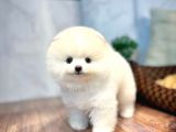 Irk Ve Sağlık Garantili Pomeranian Boo Yavrularımız