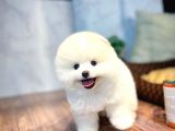 Irk Ve Sağlık Garantili Pomeranian Boo Yavrularımız