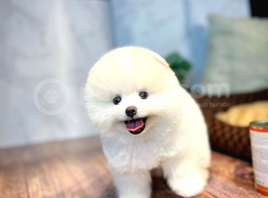 Irk Ve Sağlık Garantili Pomeranian Boo Yavrularımız görsel