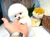 Irk ve sağlık garantili pomeranian boo yavrularımız