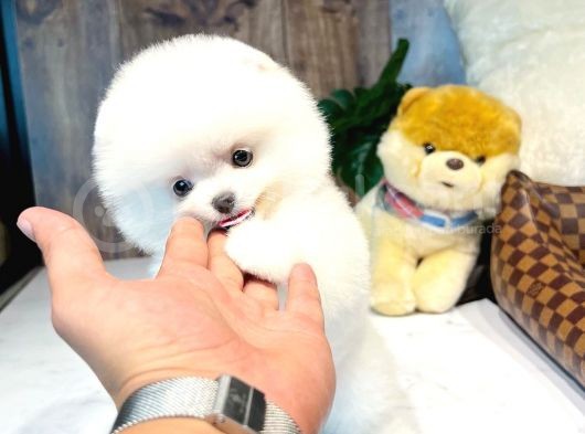 Irk Ve Sağlık Garantili Pomeranian Boo Yavrularımız