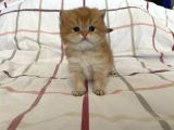 Golden Bebe-Ev Kedisi-Safkan
