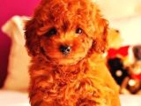 TOOY POODLE YAVRUMUZ 0 TEACUP 
