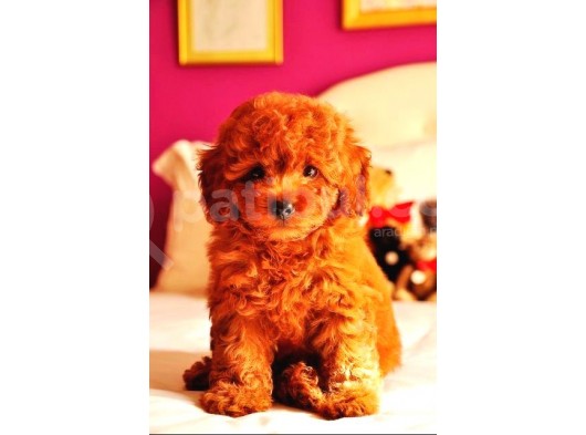 Tooy Poodle Yavrumuz 0 Teacup 