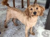 10 Aylik Erkek Safkan Toy Poodle