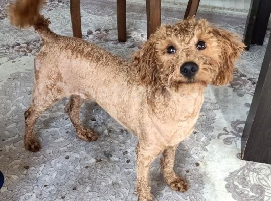 10 Aylik Erkek Safkan Toy Poodle görsel